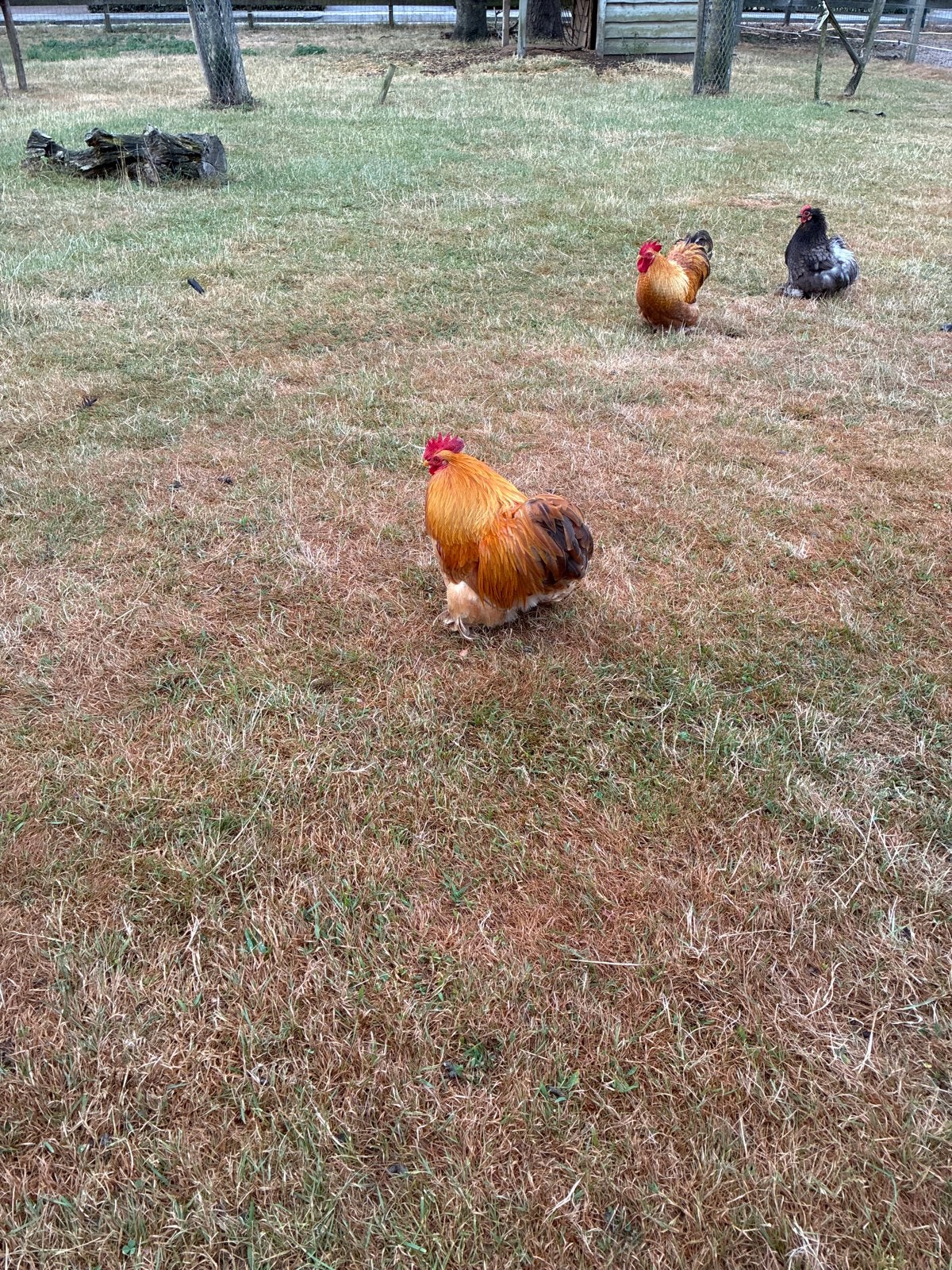 Cochin haan., Mannelijk, Kip