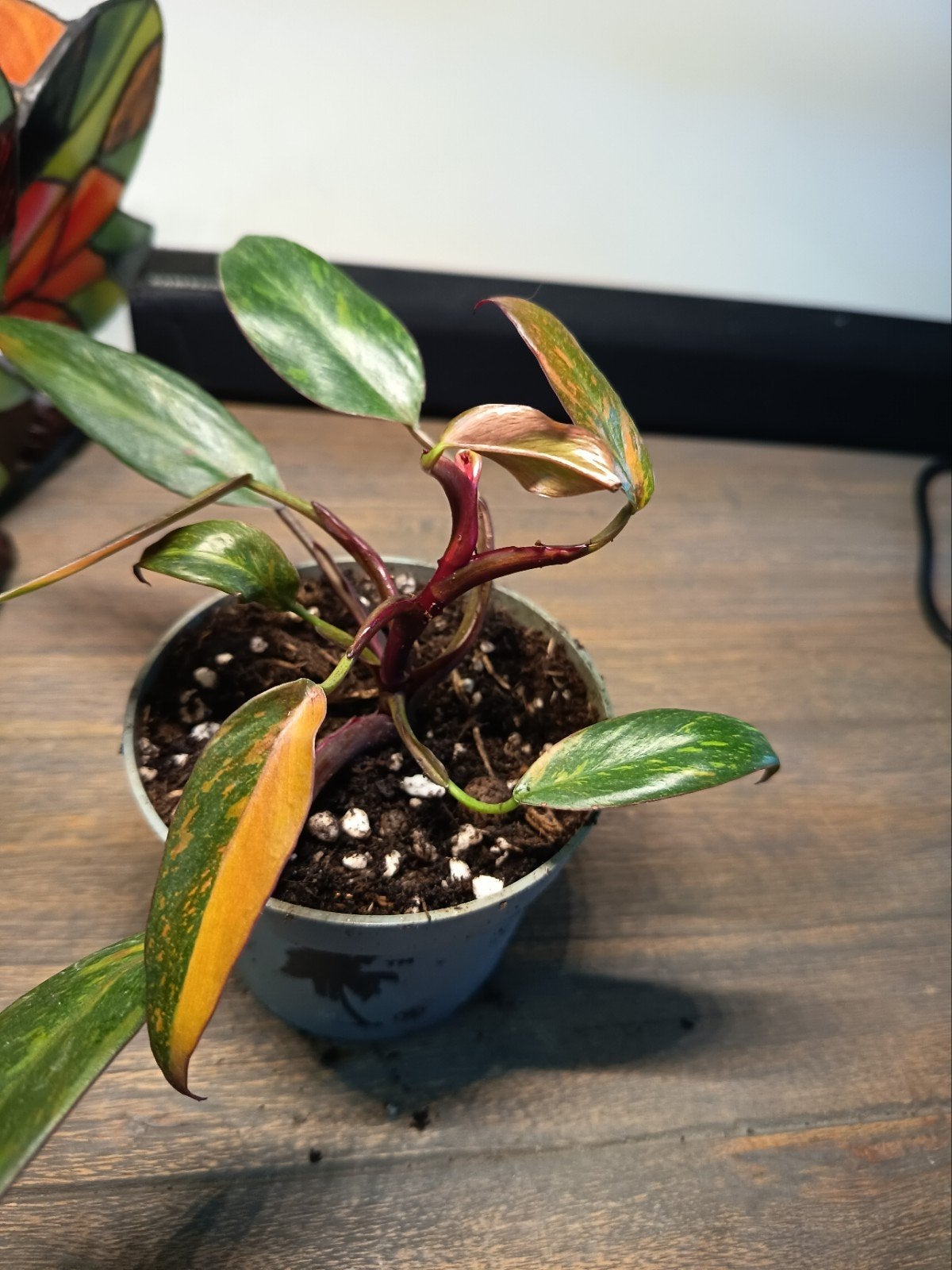 Philodendron orange Princess, Ophalen of Verzenden, Halfschaduw, Minder dan 100 cm