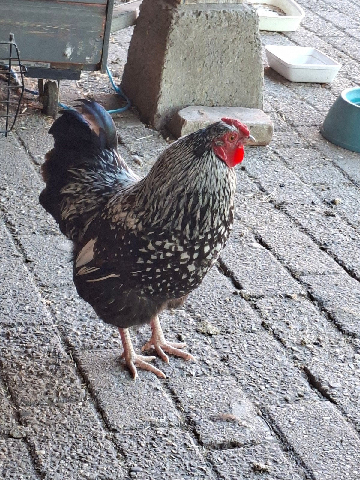 Wyandotte haan, Dieren en Toebehoren, Pluimvee, Mannelijk, Kip