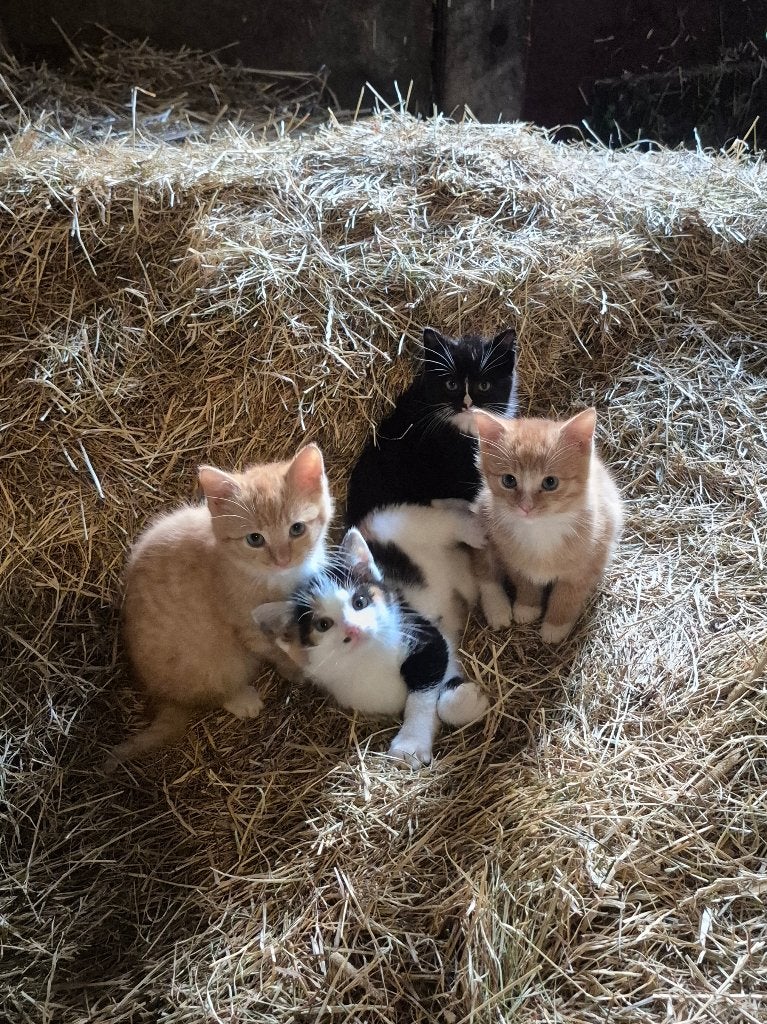 4 lieve boerderijkittens zoeken een nieuw thuis!, Meerdere dieren, Kortharig, 0 tot 2 jaar
