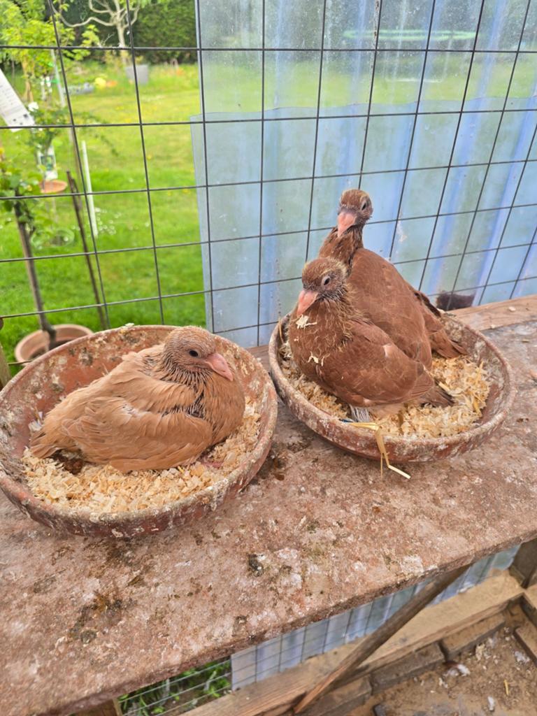 Jonge postduiven duiven te koop, Dieren en Toebehoren, Vogels | Duiven, Meerdere dieren, Postduif