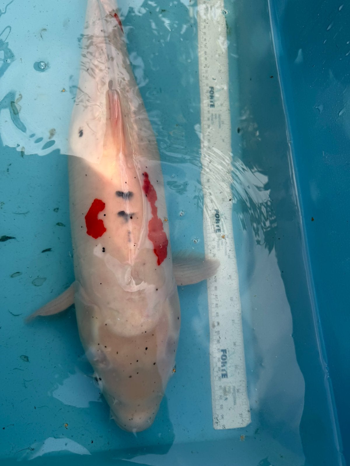 doitsu koi, Karper of Koi