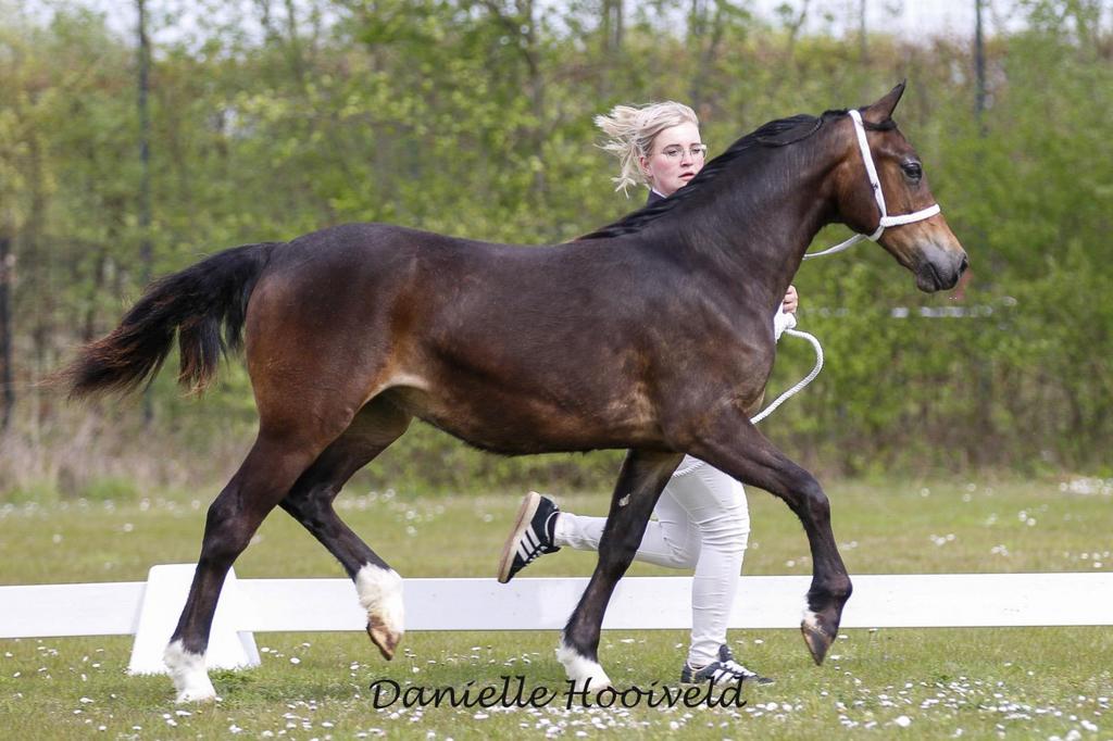 Schitterende 1 jarige Welsh Cob merrie, Dieren en Toebehoren, Pony's, Merrie, Met stamboom, Niet van toepassing, 0 tot 2 jaar