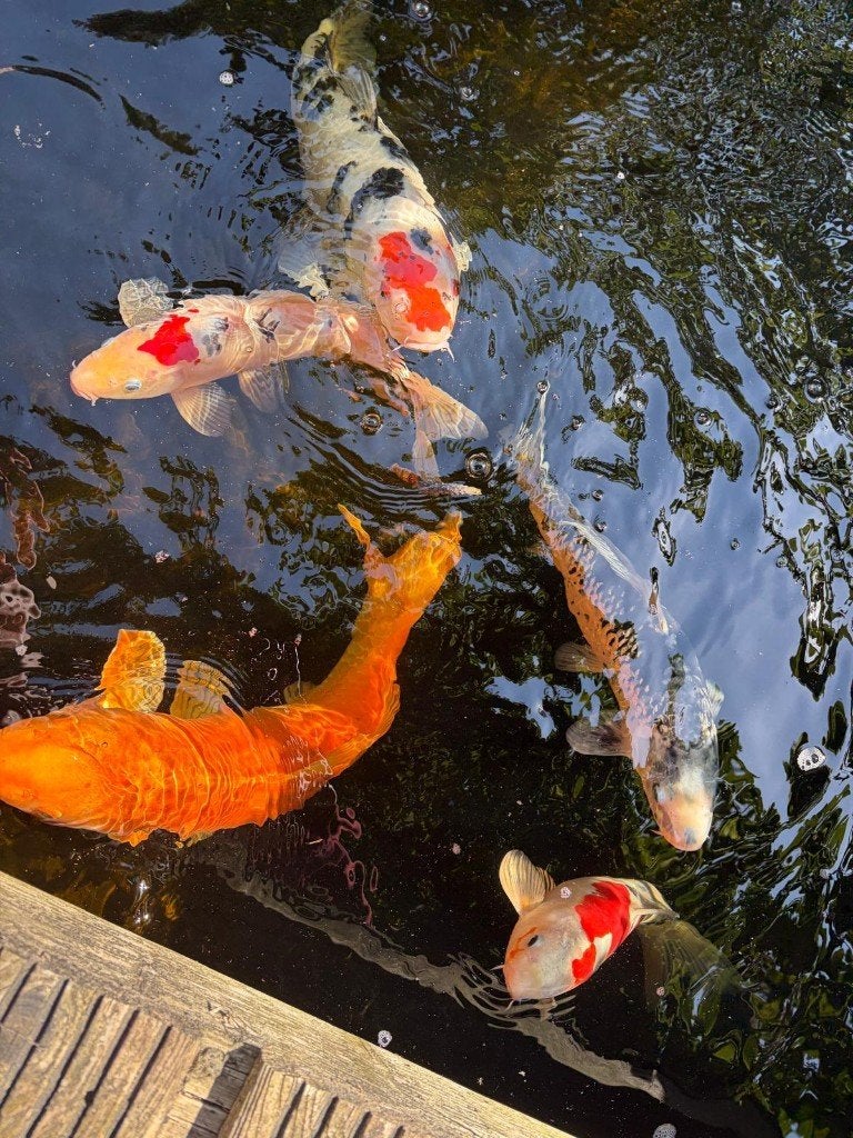 Complete Koi Vijver Set – 5 Koi + Filters + Accessoires, Karper of Koi