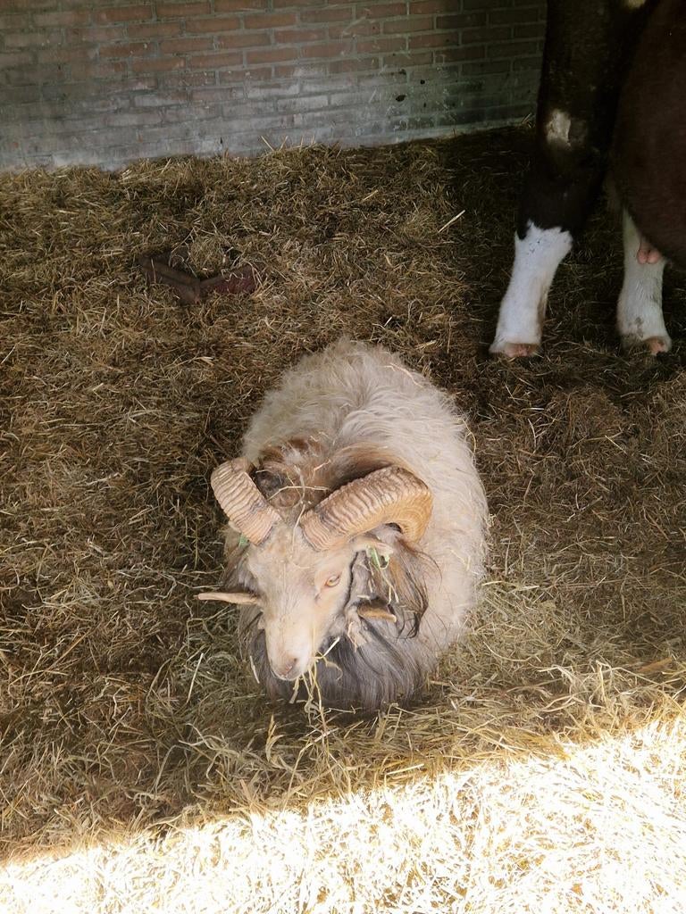 Mooie lichte stamboek quessant ram te koop, Mannelijk, Schaap, 3 tot 5 jaar