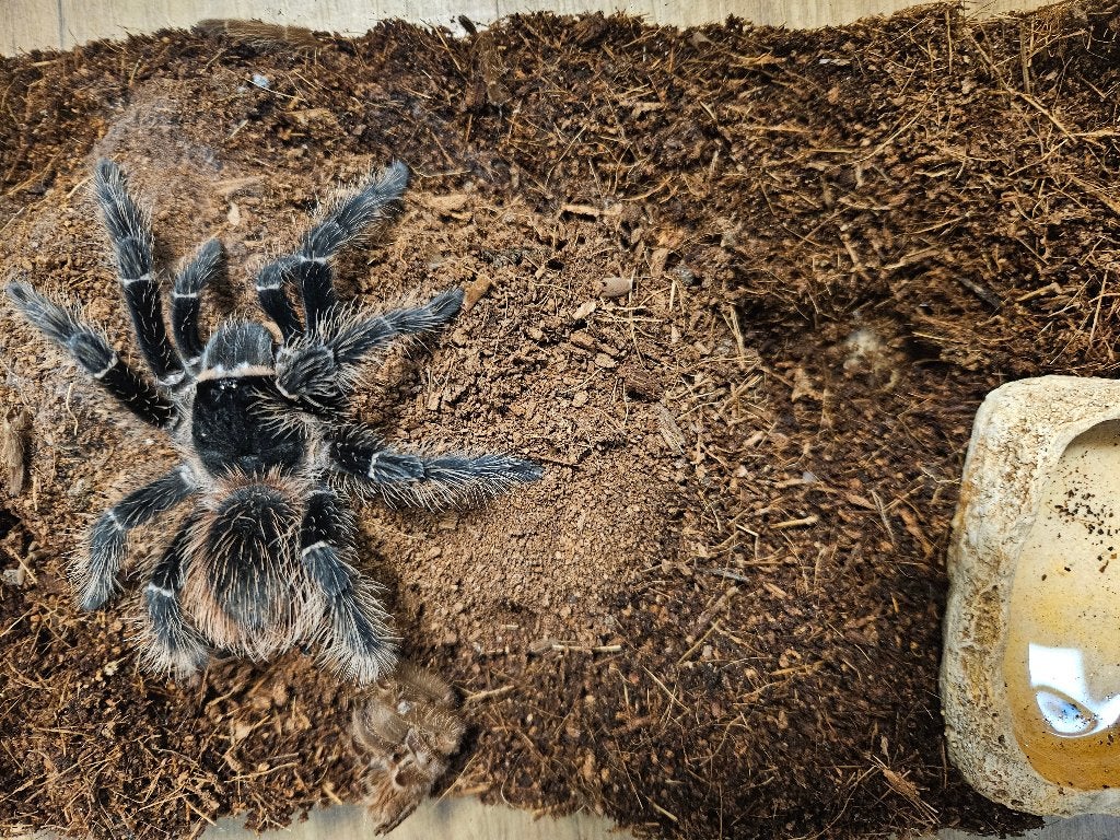 Lasiodora parahybana Braziliaanse zalmroze vogelspin, Dieren en Toebehoren, Spin of Schorpioen