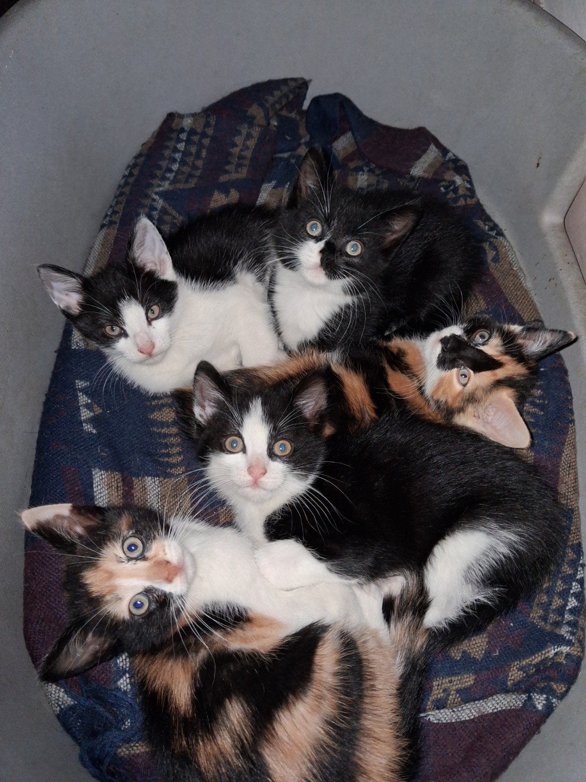kittens, Meerdere dieren