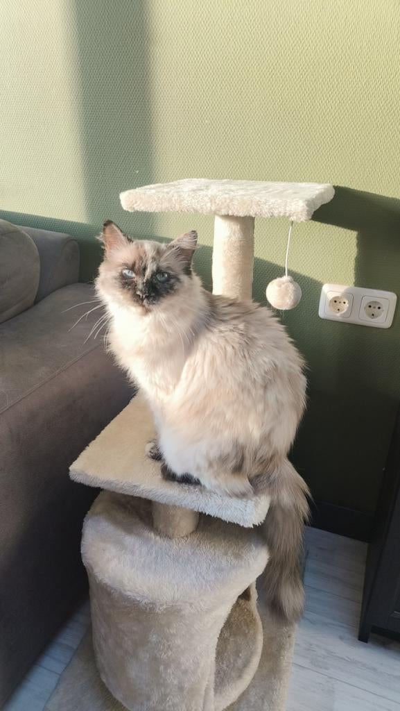 Ragdoll poes gesteriliseerd 9 jaar.