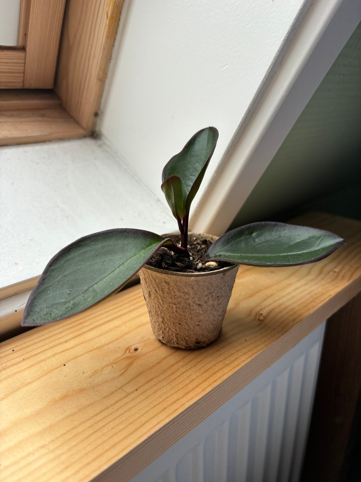 Peperomia clusiifolia stekje te koop, Ophalen, Halfschaduw, Minder dan 100 cm