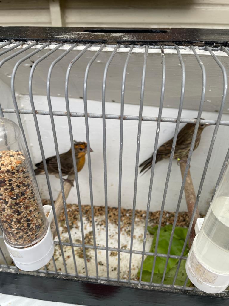 Koppel roodmussen, Dieren en Toebehoren, Vogels | Overige Vogels, Meerdere dieren