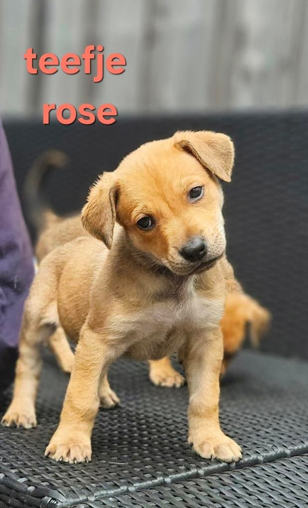 Uniek nest, ridgeback x herder/wolfskleur pups, Dieren en Toebehoren, Parvo, 8 tot 15 weken, Groot, Meerdere