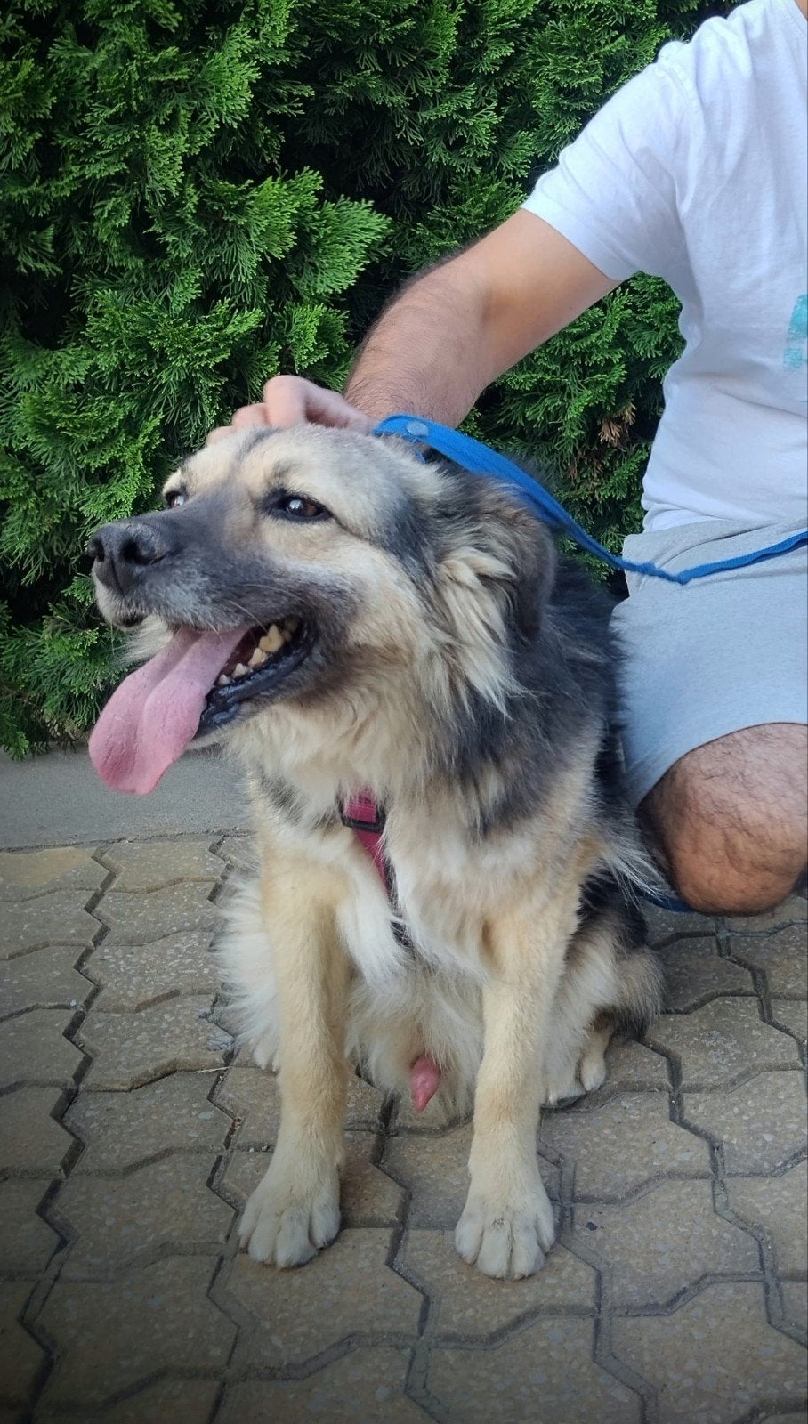 Reu asielhond adoptiehond 7jaar, Dieren en Toebehoren, 6 jaar of ouder, Particulier, Buitenland, Parvo