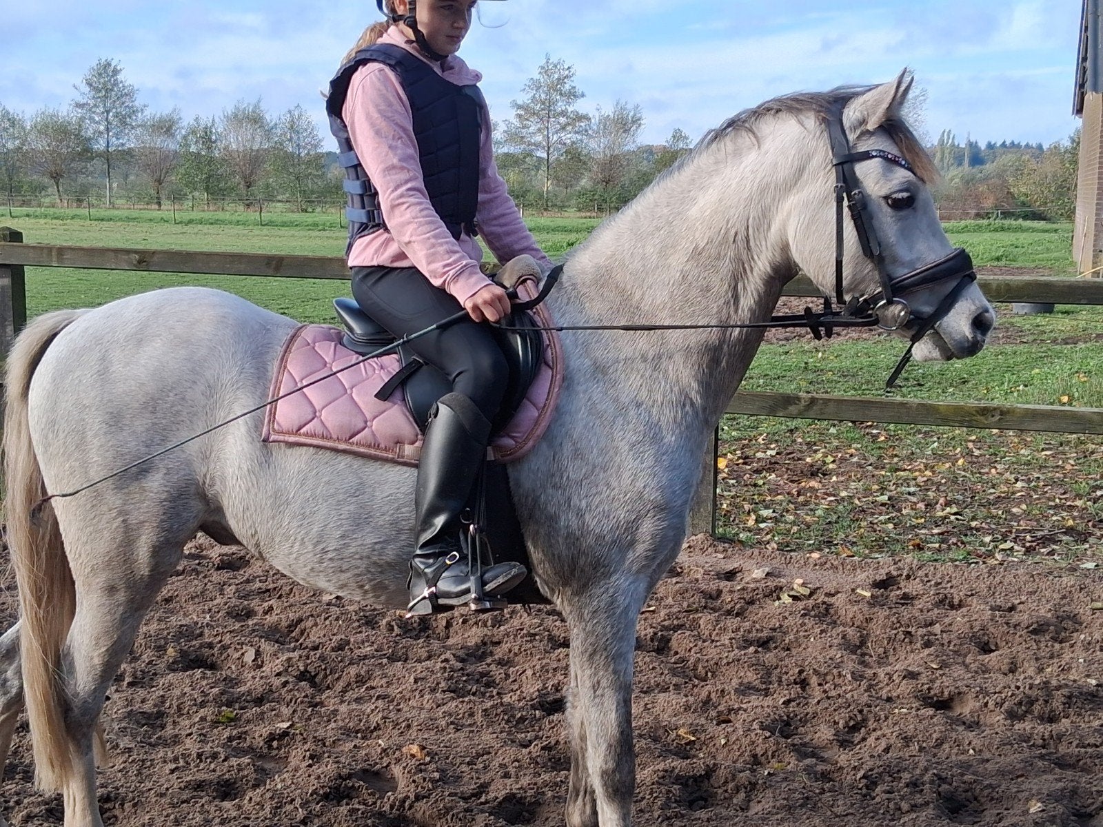 talentvolle 6 Jarige  C- Pony, ruin, Dieren en Toebehoren, Ruin, 3 tot 6 jaar, C pony (1.27m tot 1.37m), Met stamboom