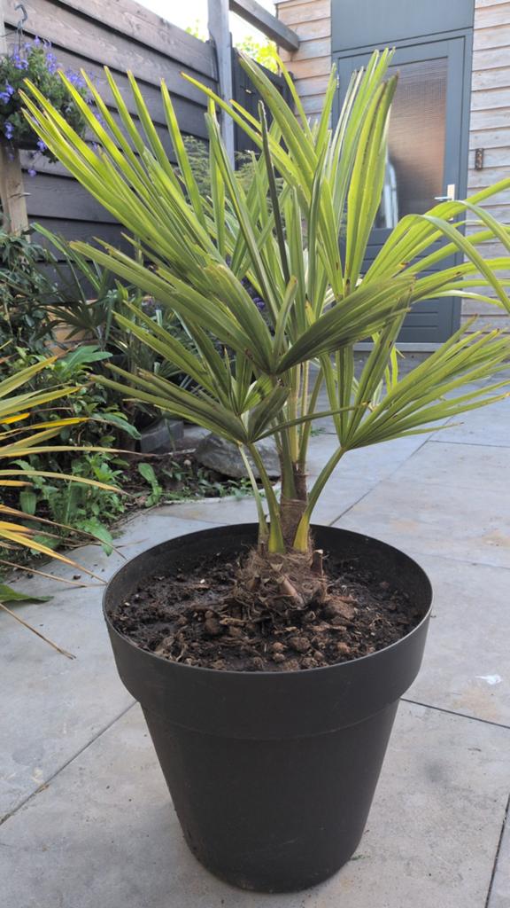 Trachycarpus fortunei palm in pot, winterhard, Volle zon, Vaste plant, Bloeit niet, Ophalen