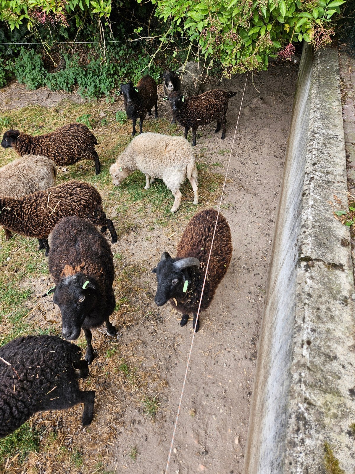 Ouessantschaap - 3x bok - gratis af te halen, Dieren en Toebehoren, Mannelijk, Geit