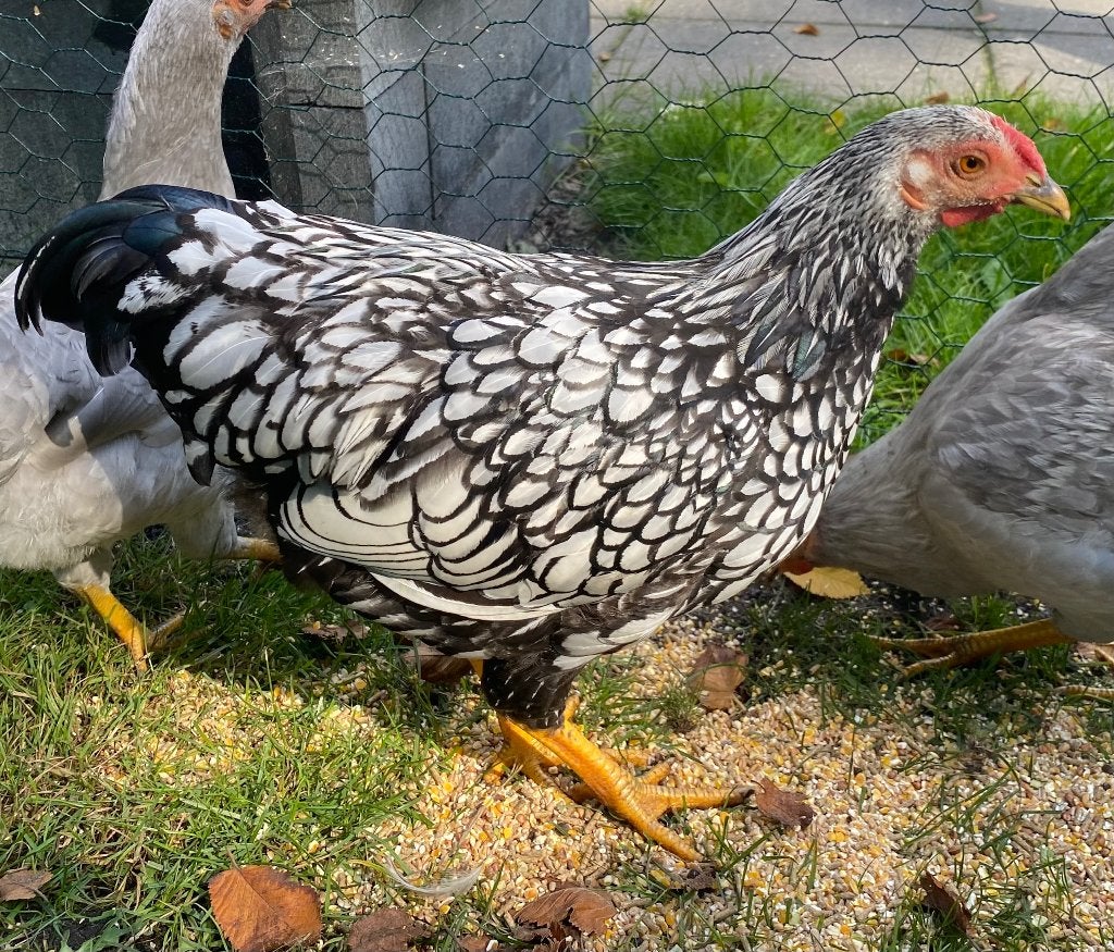 Wyandotte kriel hanen, Dieren en Toebehoren, Pluimvee, Mannelijk, Kip