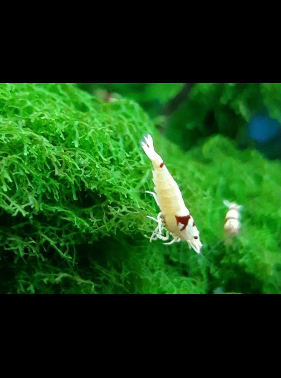Crystal Red garnalen SSSS klas ❗️Actie❗️, Dieren en Toebehoren, Kreeft, Krab of Garnaal