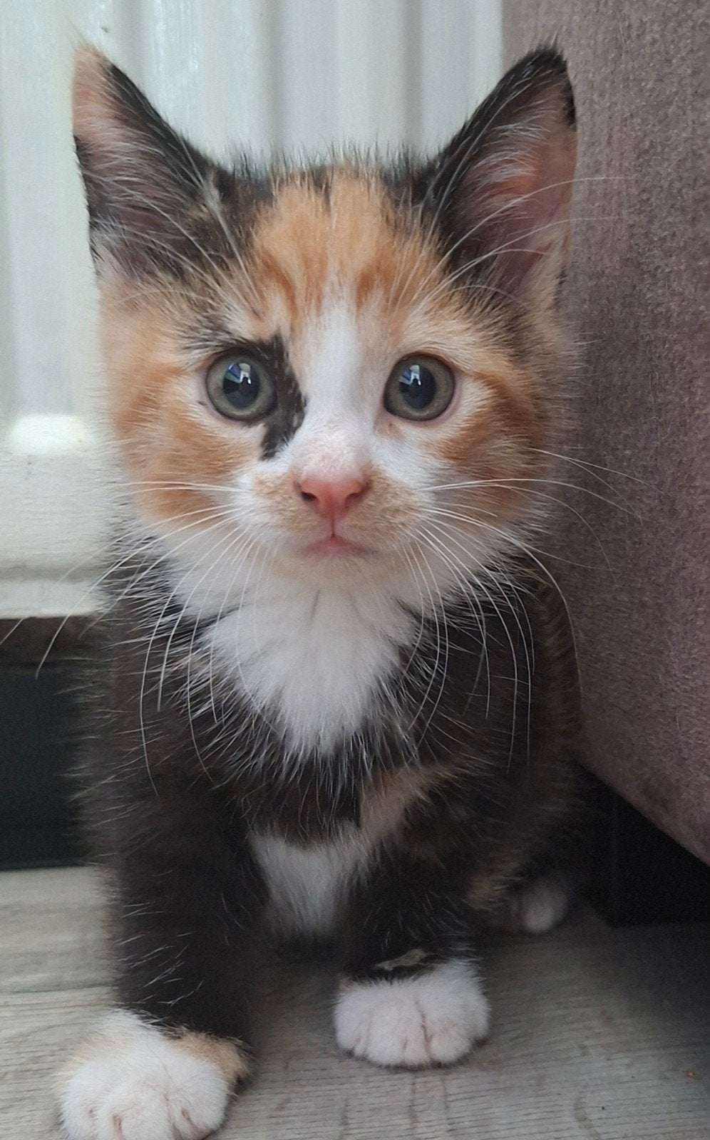 Prachtige Europese Korthaar kittens zoeken een fijn thuis!, Dieren en Toebehoren, Meerdere dieren