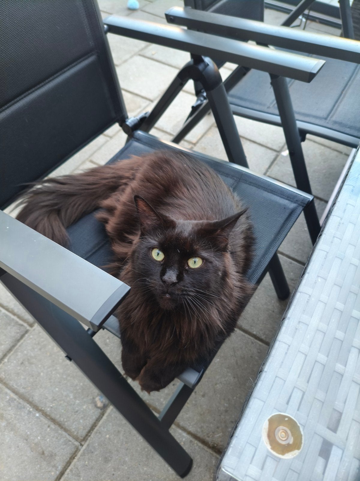 Herplaatsing Maine Coon poes, Dieren en Toebehoren, Poes, Met stamboom, 3 tot 5 jaar