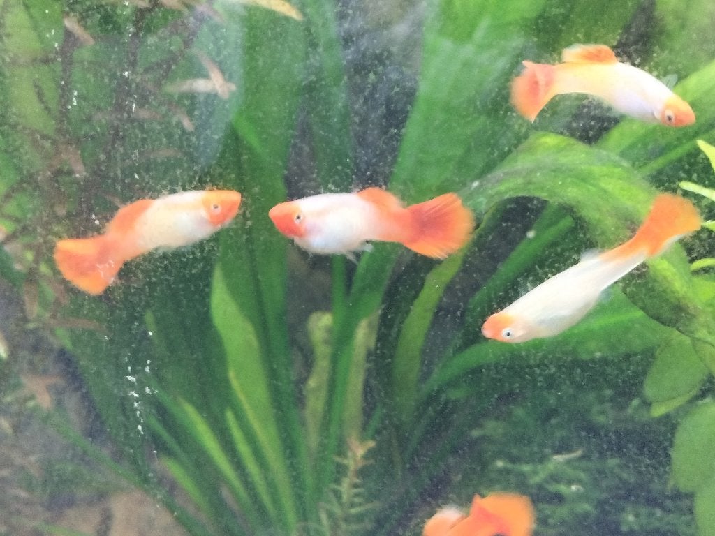 Raszuivere Koi guppen te koop, Dieren en Toebehoren, Vis, Zoetwatervis