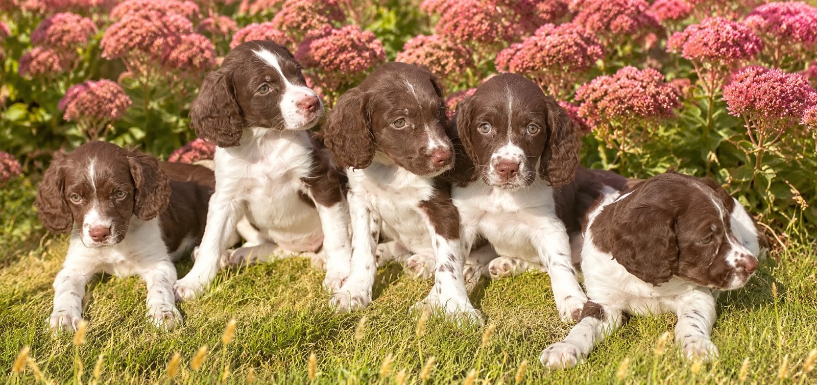 Prachtige speelse HEIDEWACHTEL pups, Nederland, Overige rassen, CDV (hondenziekte), 8 tot 15 weken