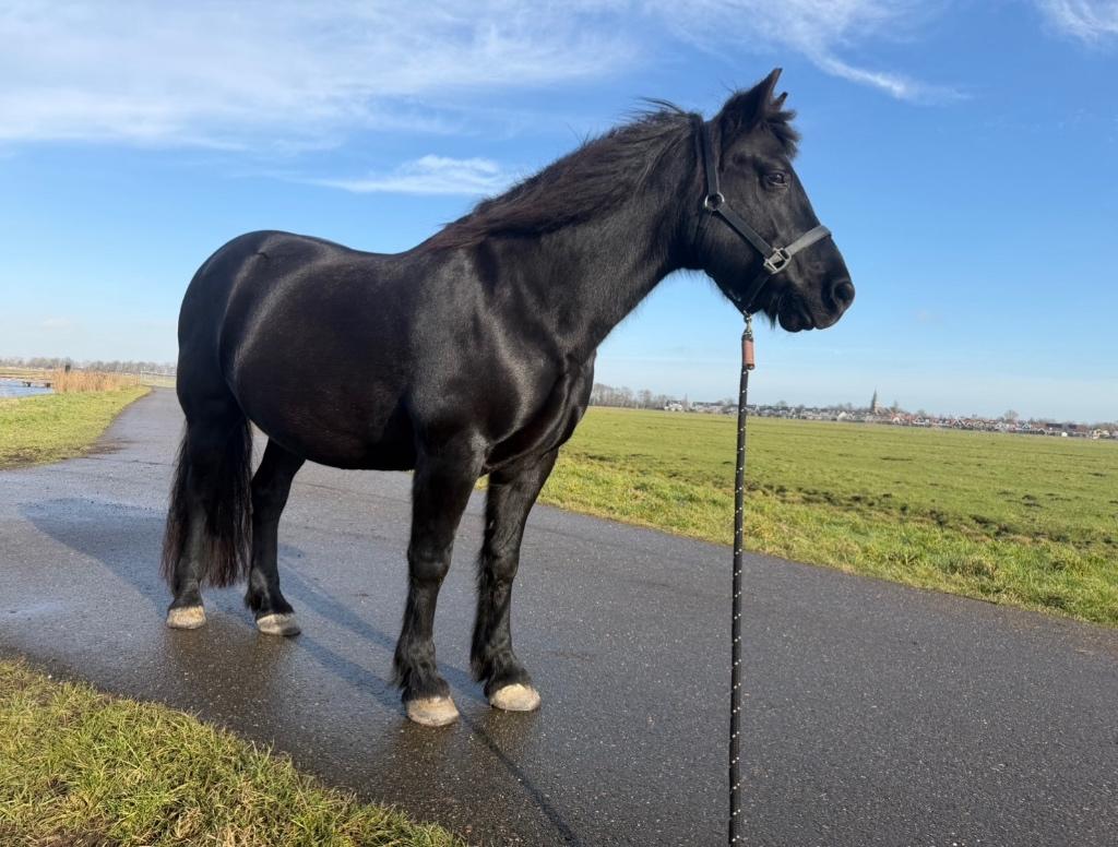 Gezocht verzorger/bijrijder, Dieren en Toebehoren, Paarden en Pony's | Verzorgingsproducten, Ophalen of Verzenden, Nieuw
