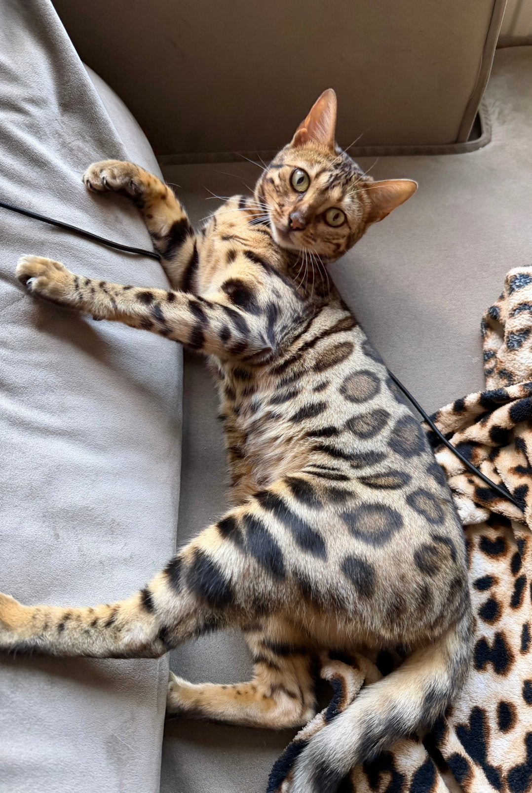 Lieve bengaalse poes met stamboom zoekt een gouden mandje, Poes, Met stamboom, 0 tot 2 jaar