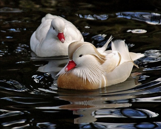 witte mandarijneendjes, Dieren en Toebehoren, Pluimvee, Meerdere dieren, Eend
