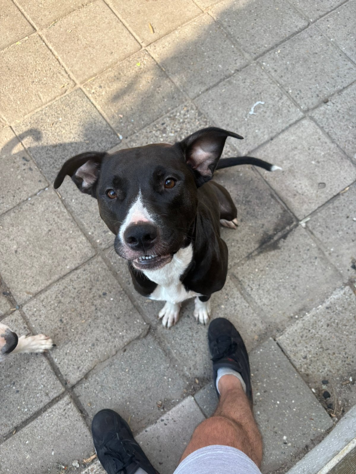 American bully XL teef, Dieren en Toebehoren, Overige rassen, 1 tot 2 jaar, Teef, Eén hond