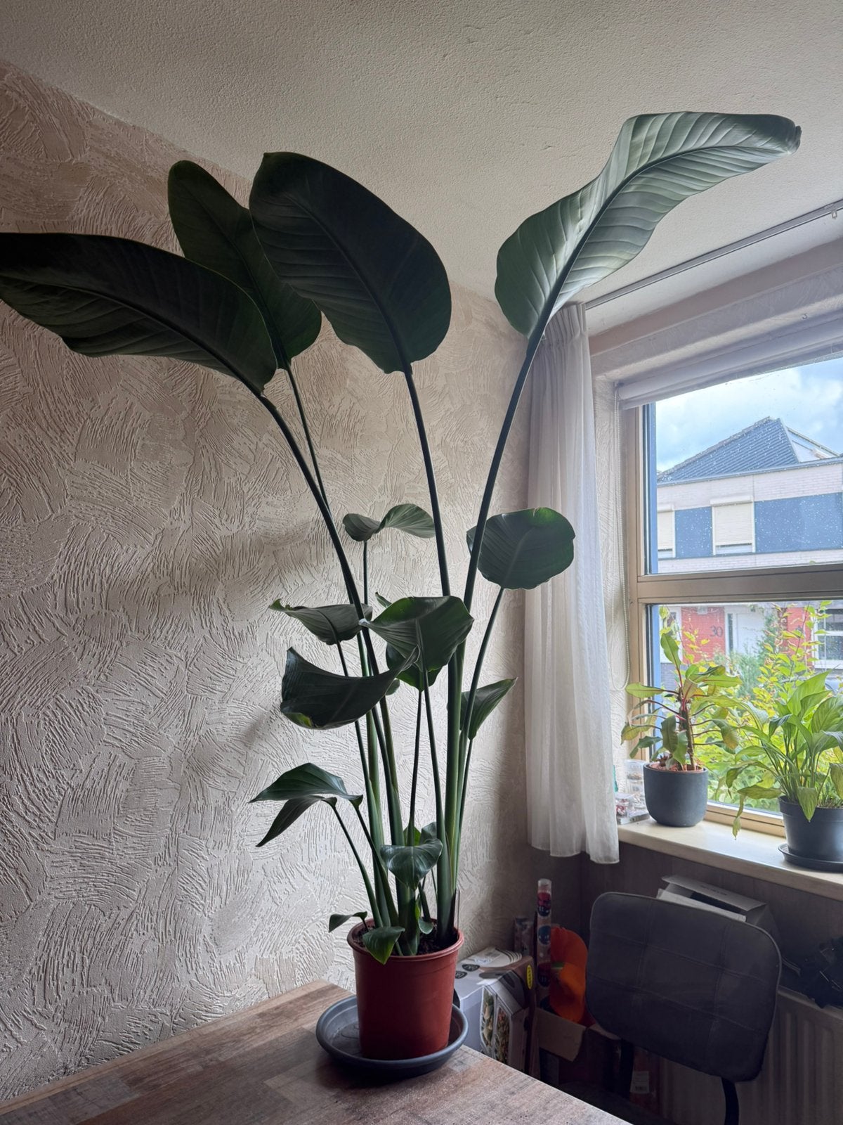 Strelitzia, Huis en Inrichting, Ophalen, Halfschaduw, Minder dan 100 cm