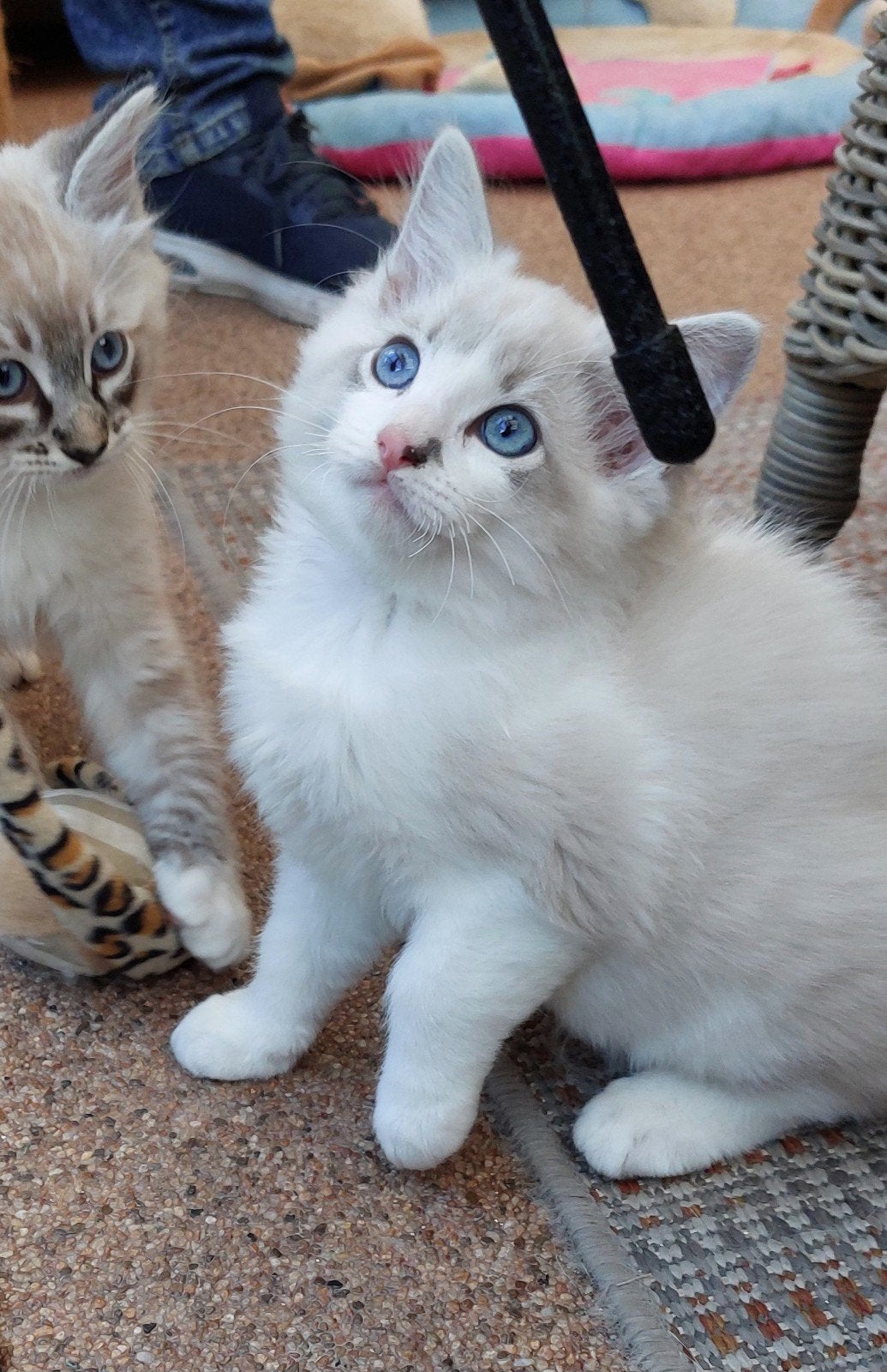 Ragdoll katertje met stamboom uit geteste ouders, Kater, Met stamboom