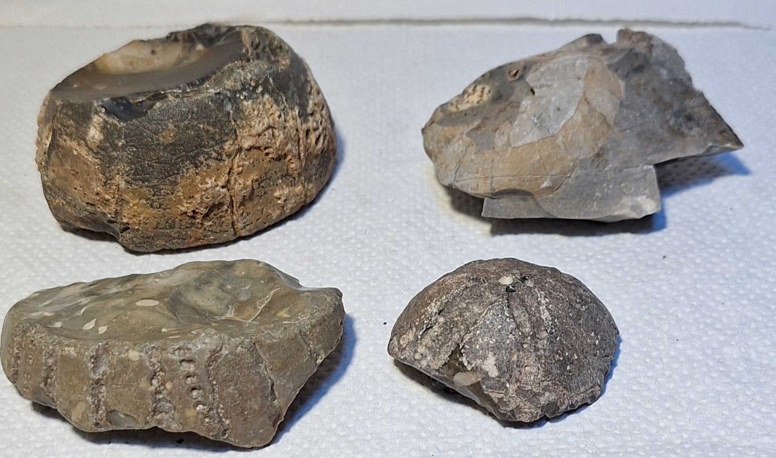 fossiel, fossielen, in vuursteen, zee-egels, Ophalen of Verzenden, Fossiel