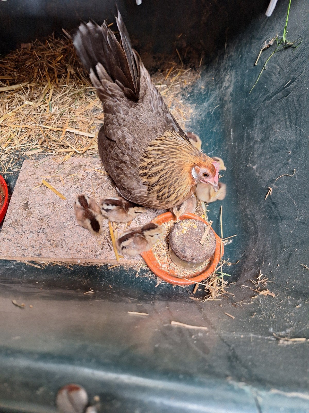 Kloek met kuikens.  Hollandse kriel, Meerdere dieren