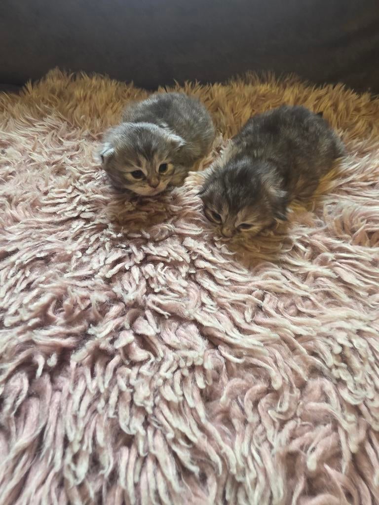 Siberische kat x xl mainecoon poesjes, Poes, 0 tot 2 jaar