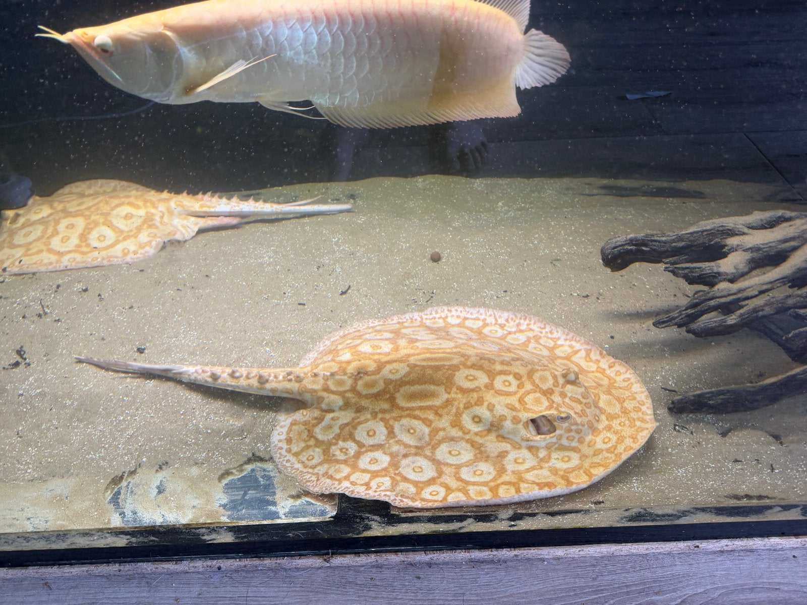 Mooie albino pearl kweekvrouw van 35+ cm te koop, Vis