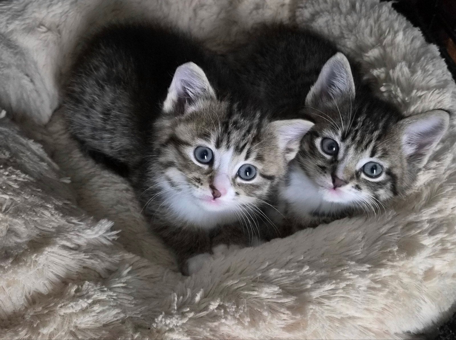 Super schattige pluizenbolletjes!, Meerdere dieren, 0 tot 2 jaar