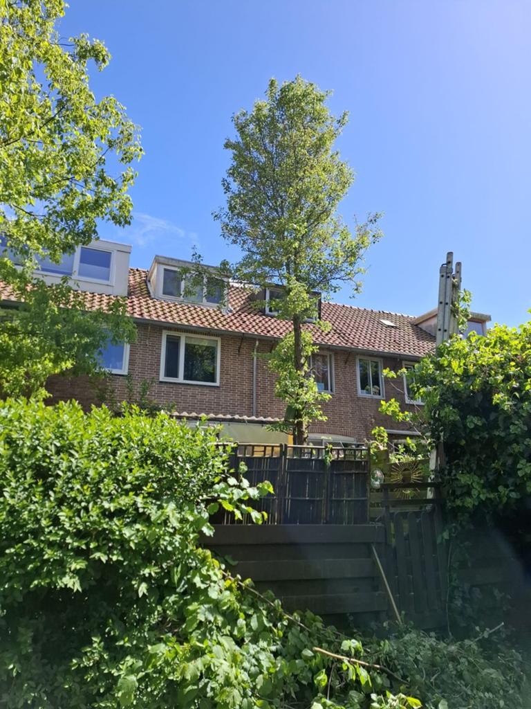 Gratis boom/hout, Ophalen of Verzenden, Overige soorten, 100 tot 250 cm
