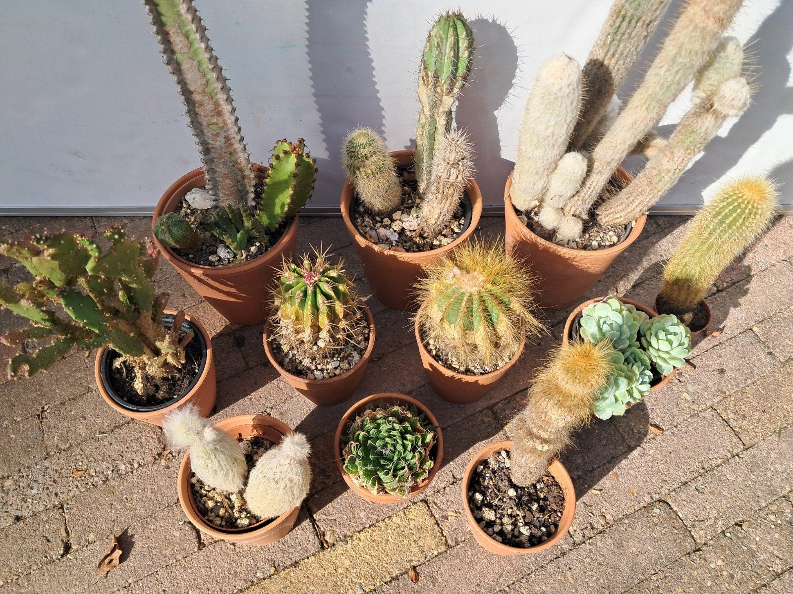11 cactussen en vetplanten collectie, Ophalen, Minder dan 100 cm, In pot, Cactus