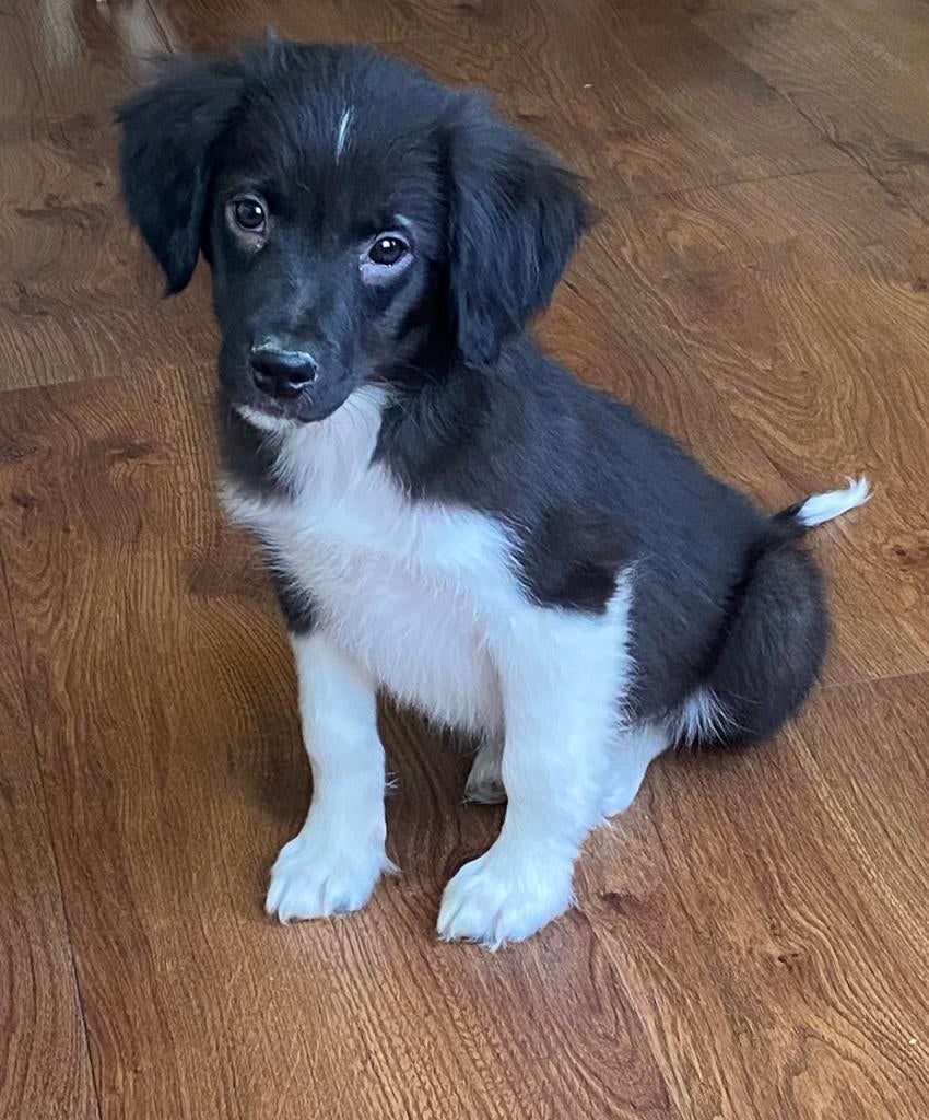 Prachtige BORDER COLLIE x FRIESE STABIJ pup - reutje, Parvo, Nederland, Reu, 8 tot 15 weken
