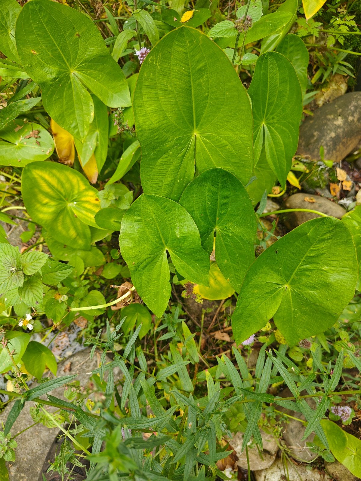 Diverse vijverplanten voor Vijver of Waterpartij, Ophalen