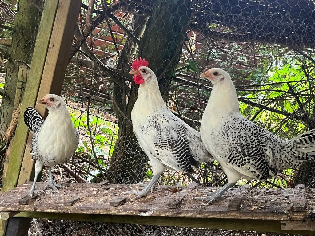 trio friese zilverpel kippen, 1 haan en 2 hennen, Dieren en Toebehoren, Pluimvee, Meerdere dieren, Kip