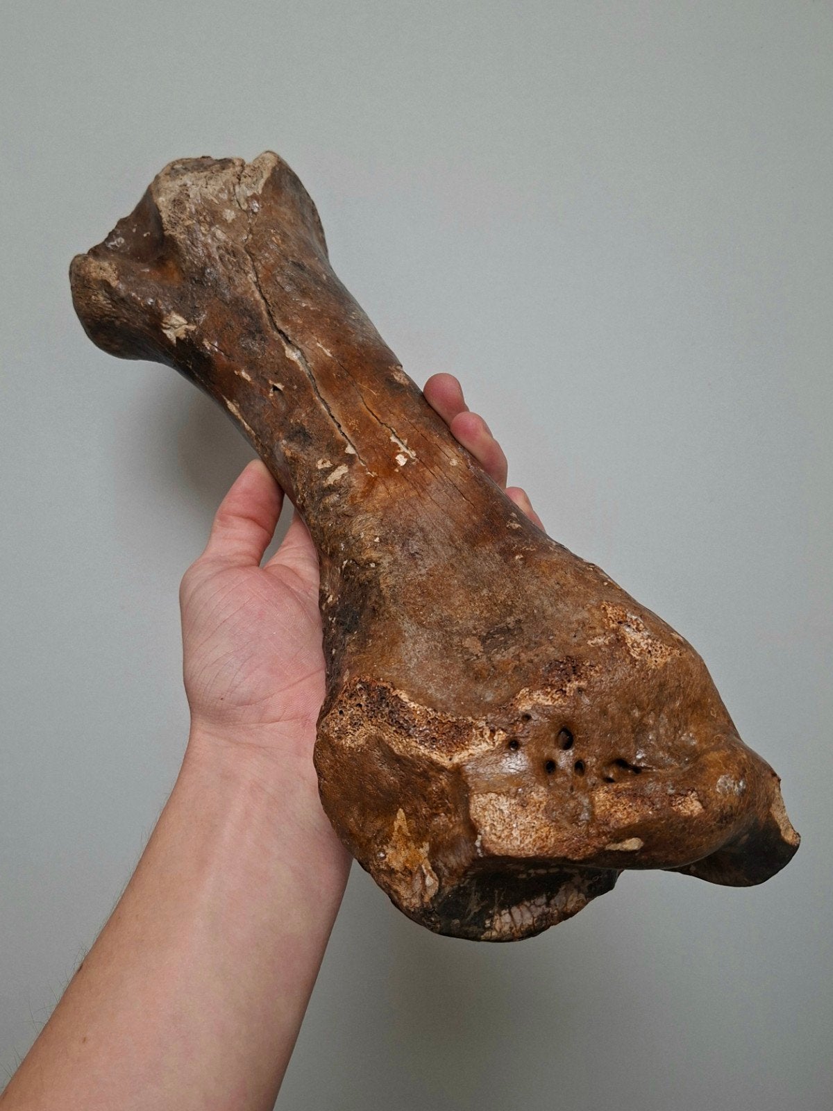 Wolharige Neushoorn Radius armbot fossiel, Verzamelen, Ophalen of Verzenden, Fossiel
