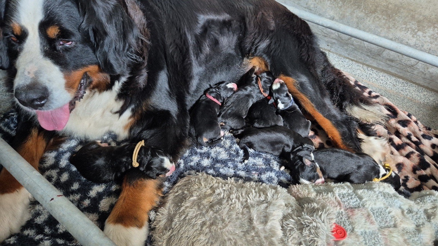 Berner sennen pup reutje, Parvo, 8 tot 15 weken, Meerdere, Nederland