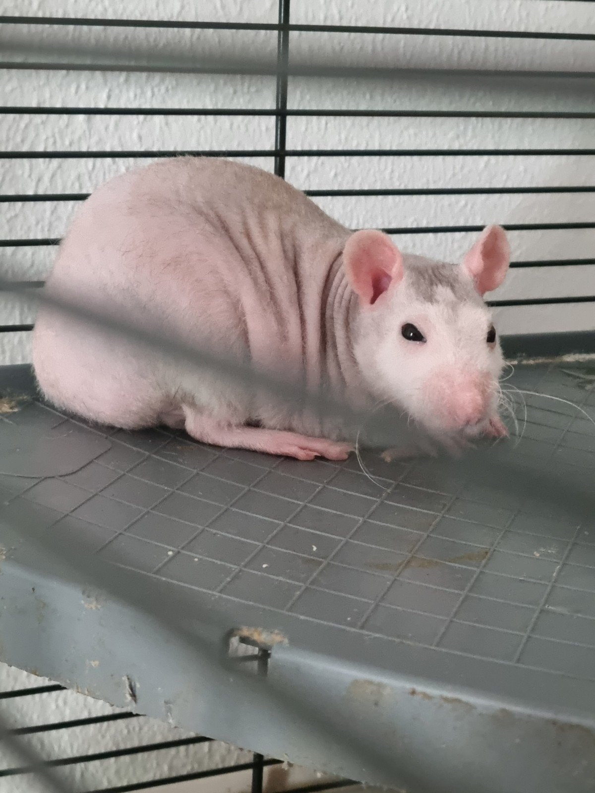 Nieuwe eigenaar gezocht voor mijn 3 ratten met kooi, April, Mannelijk, Rat