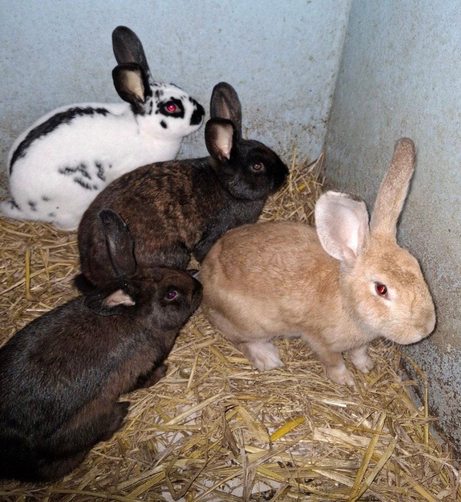 4 grote konijnen, Dieren en Toebehoren, Konijnen, Meerdere dieren, Groot, 0 tot 2 jaar