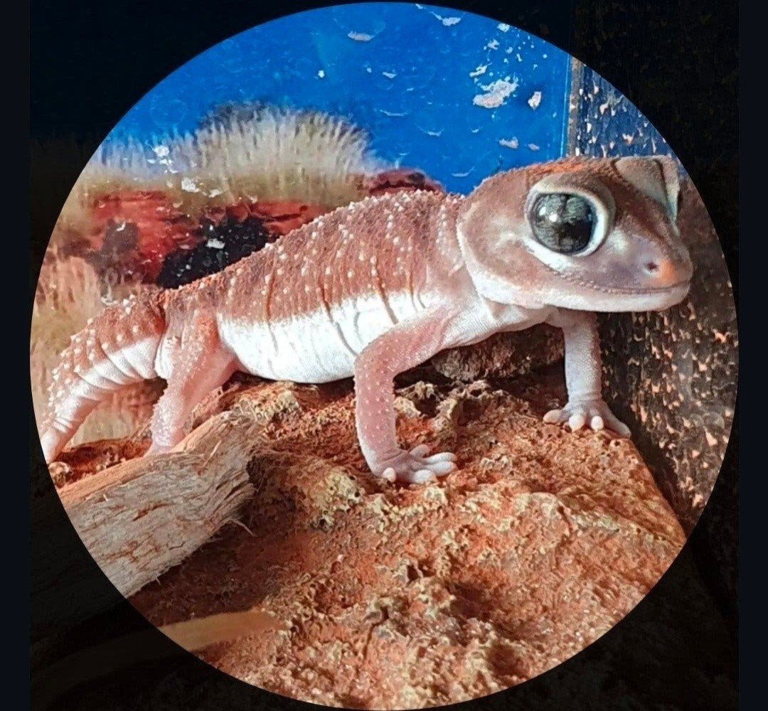 1.0 Nephrurus levis + terrarium, Dieren en Toebehoren, Hagedis, Met terrarium, 3 tot 6 jaar