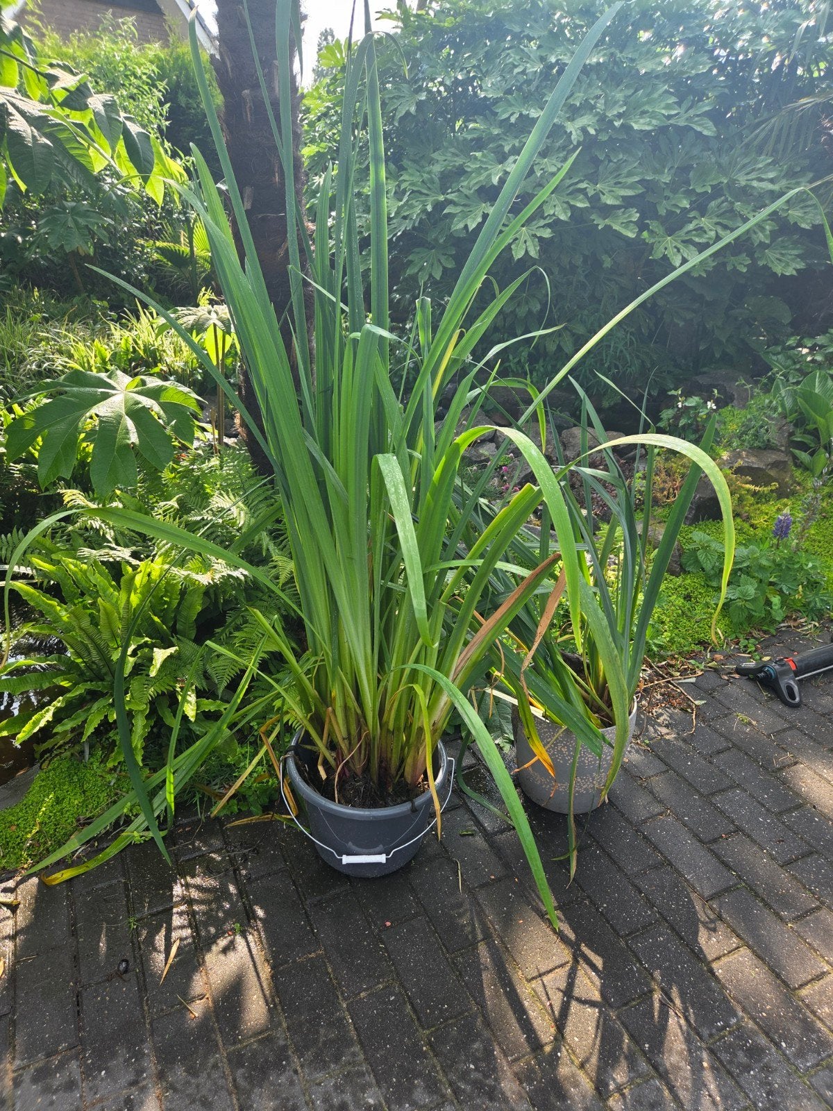 Gele lis grote planten!, Ophalen