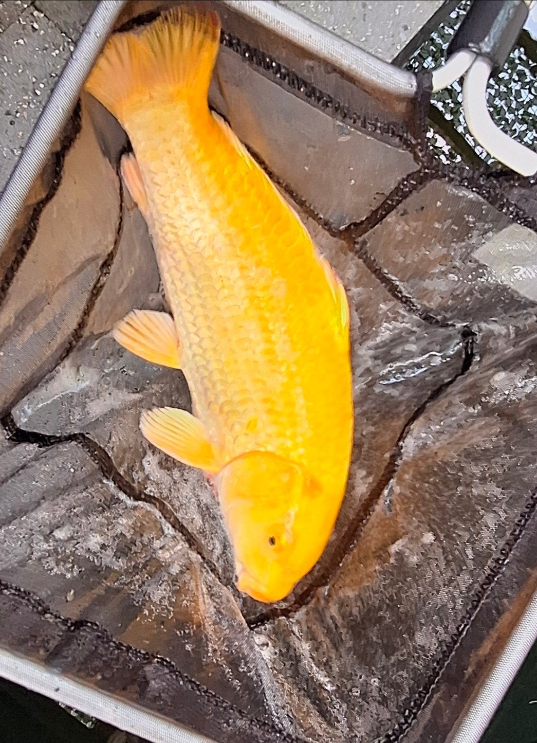 Koi karper 30 tot 35 cm, Karper of Koi