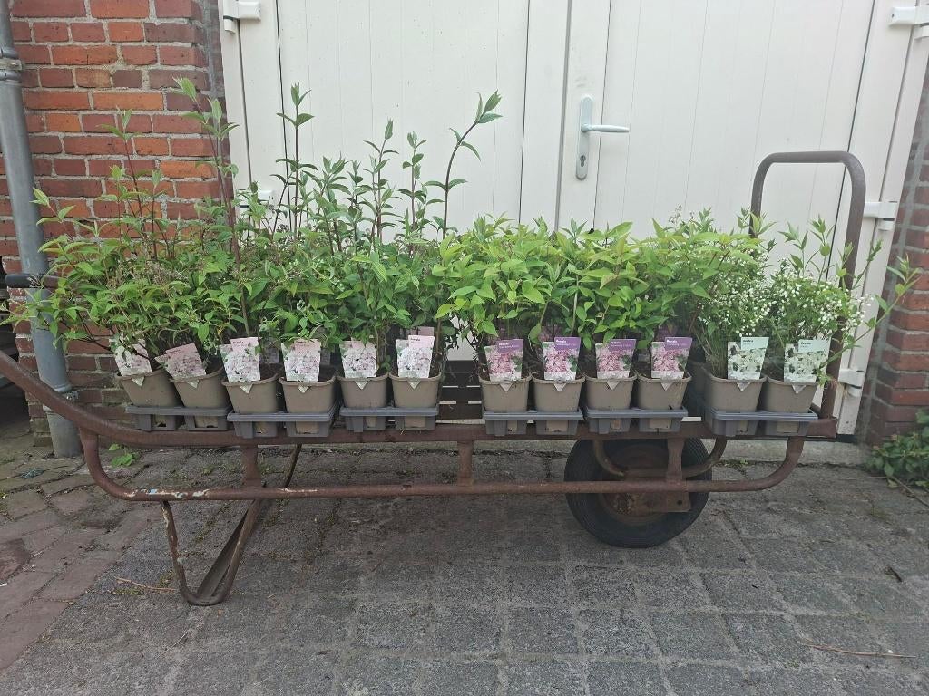 Mooie soorten Deutzia (Bruidsbloem) in pot!, Ophalen, Overige soorten, Minder dan 100 cm