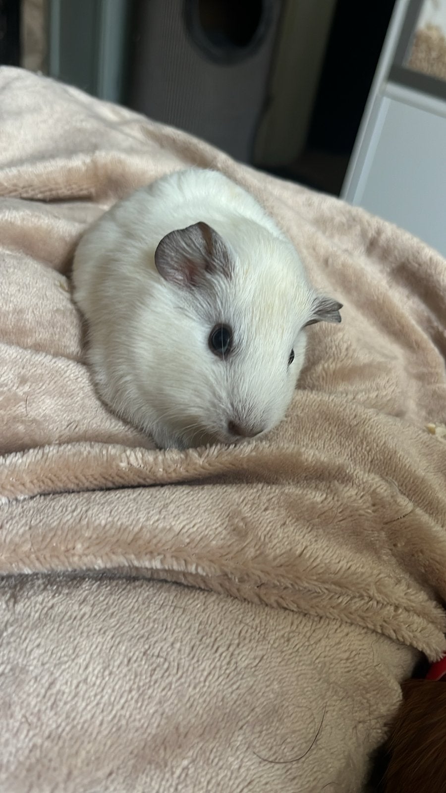 Cavia zeugjes te koop, Dieren en Toebehoren, Knaagdieren, Cavia, Vrouwelijk, Mei, Tam